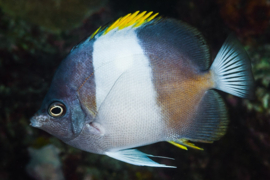 Hemitaurichthys Zoster