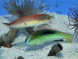 Pseudojuloides Kaleidos