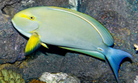 Acanthurus Xanthopterus (L)
