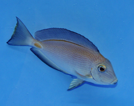 Acanthurus monroviae L