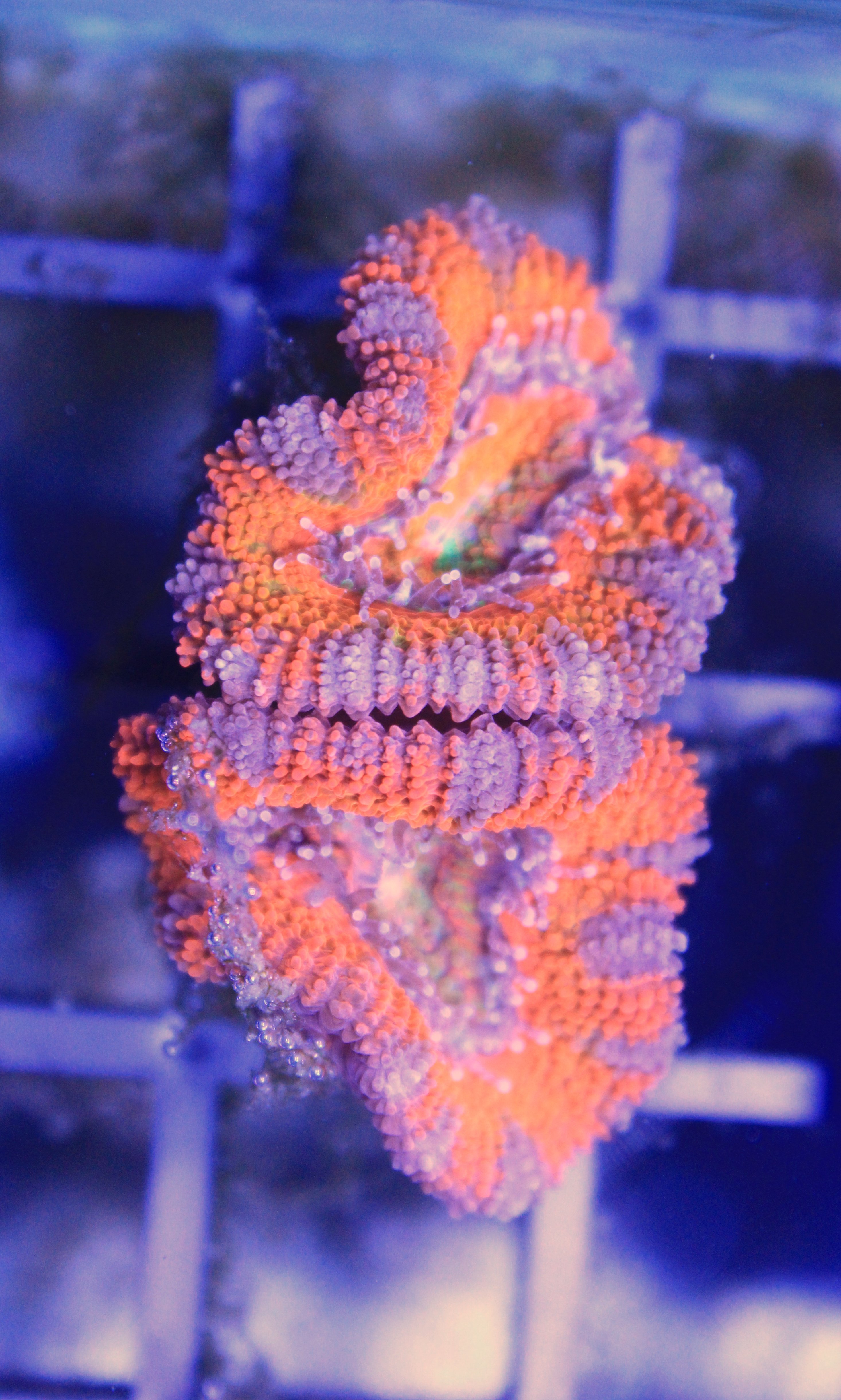 142 Acanthastrea lordhowensis RED