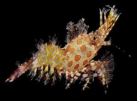 Saron Marmoratus Male