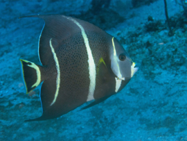 Pomacanthus Arcuatus