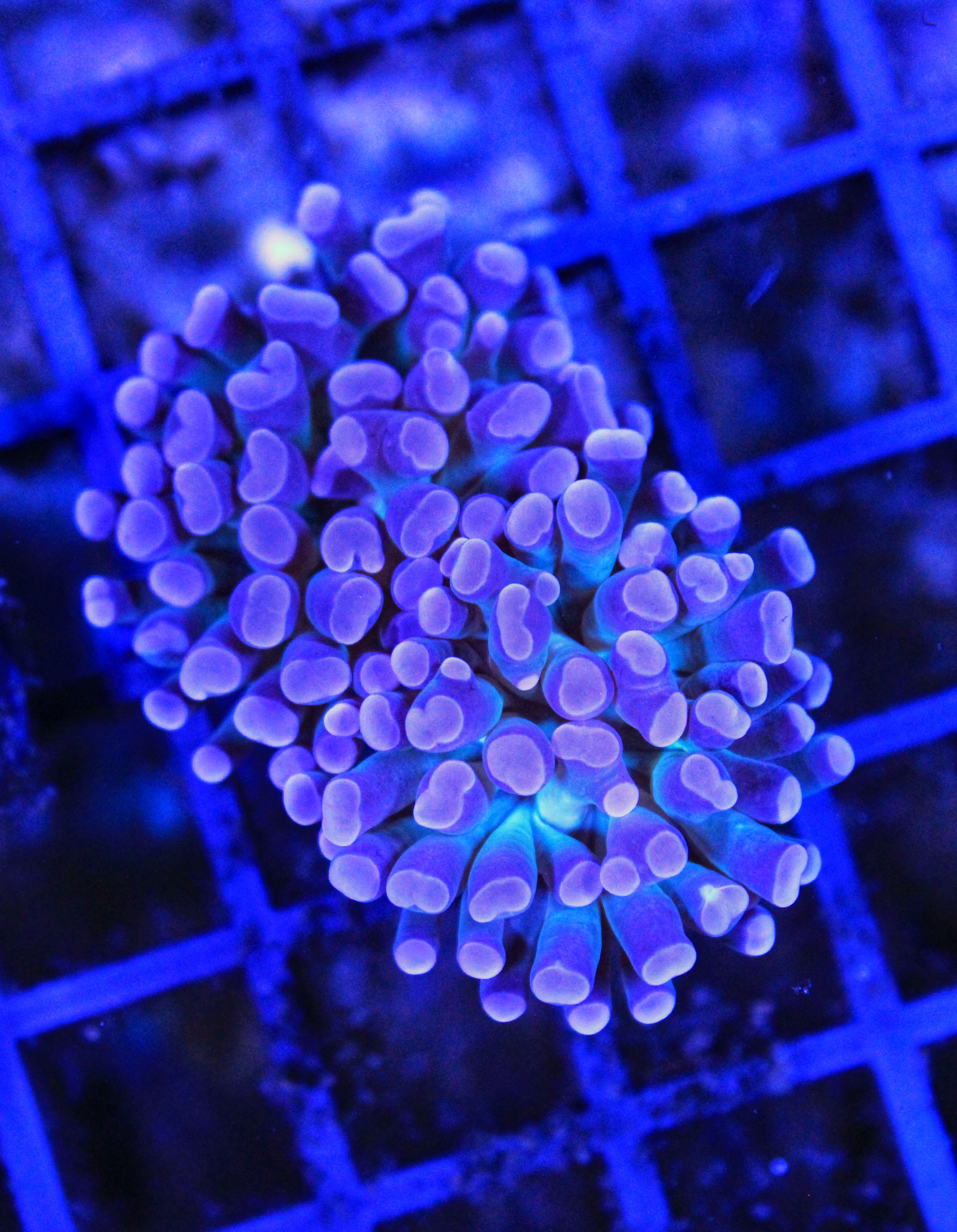 114 euphyllia 2 koppen