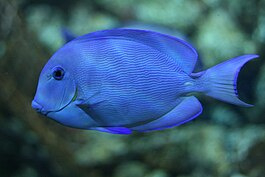 Acanthurus Coeruleus (M)