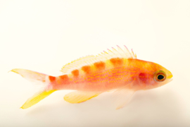 Pseudanthias Flavoguttatus