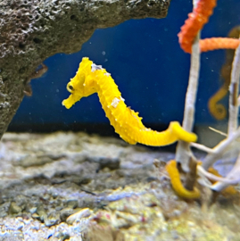 Hippocampus Erectus 4-6cm - yellow