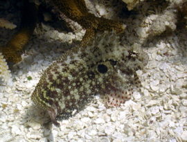 Salarias Ceramensis