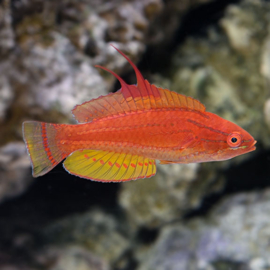 Paracheilinus Flavianalis