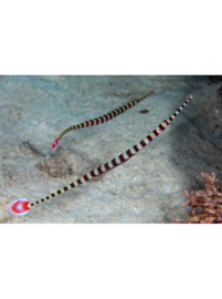 Doryrhampus Dactyliophorus