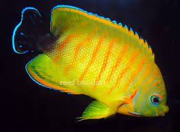 Centropyge eibli (Tigerpyge)