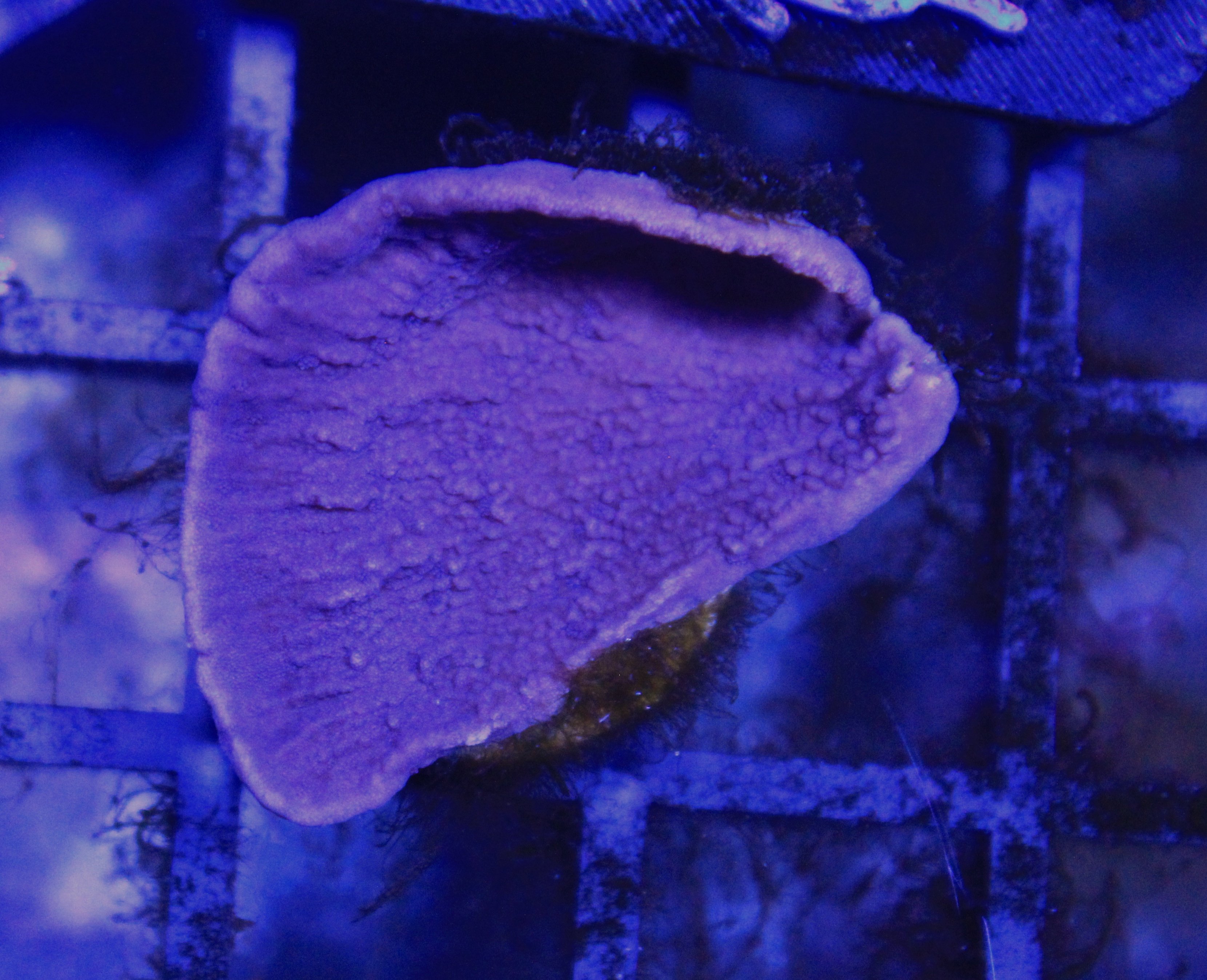 062 montipora paars ( sennas koralen kweek )