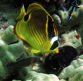 Chaetodon Lunula (M)
