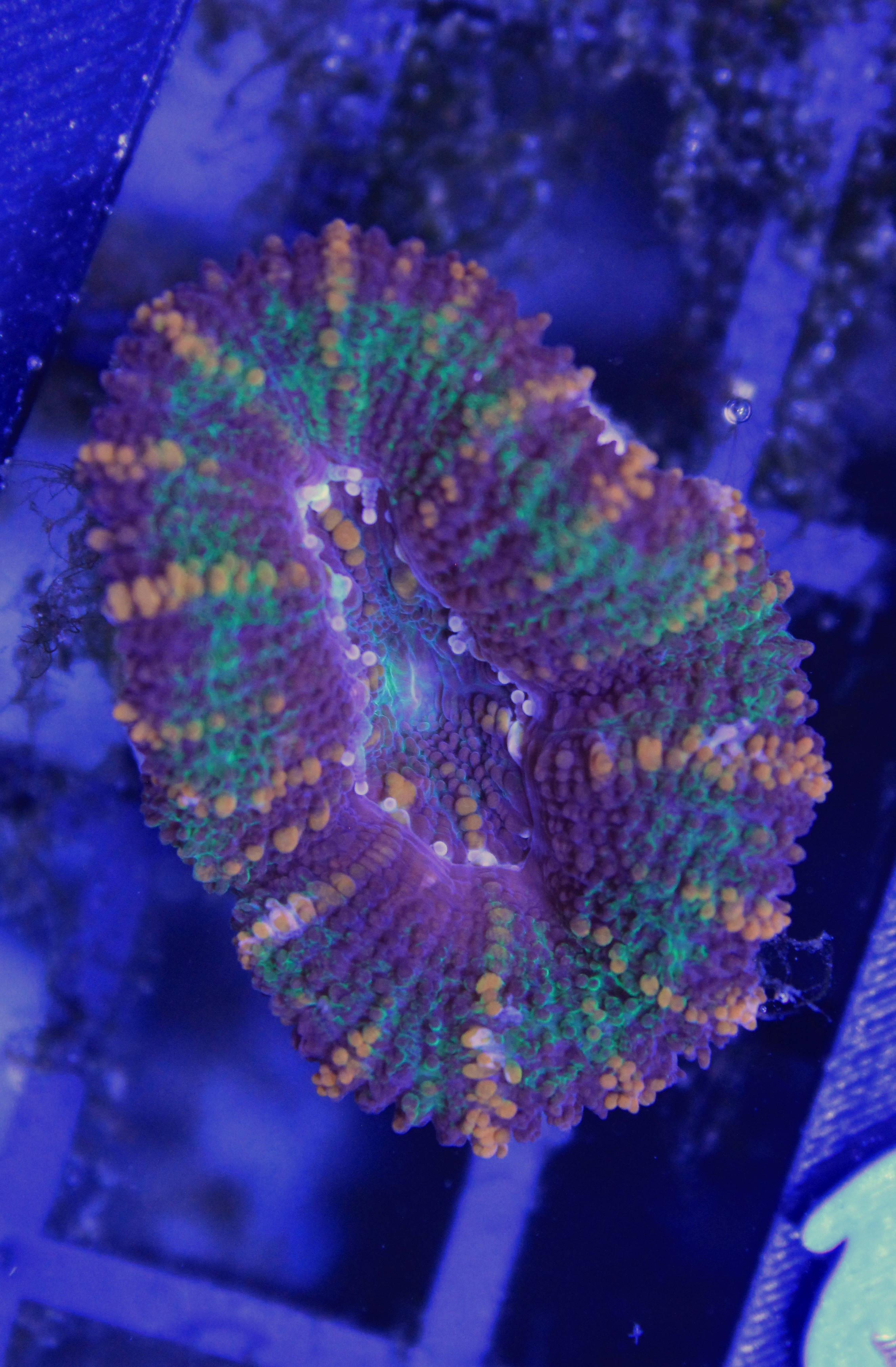 073 Acanthastrea rainbow