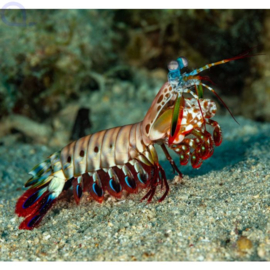 Odontodactylus Scyllarus