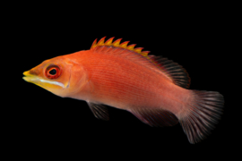Pseudocheilinus Evanidus