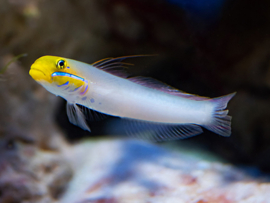 Valenciennea Strigata