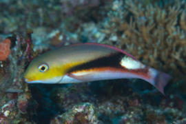 Choerodon Jordani