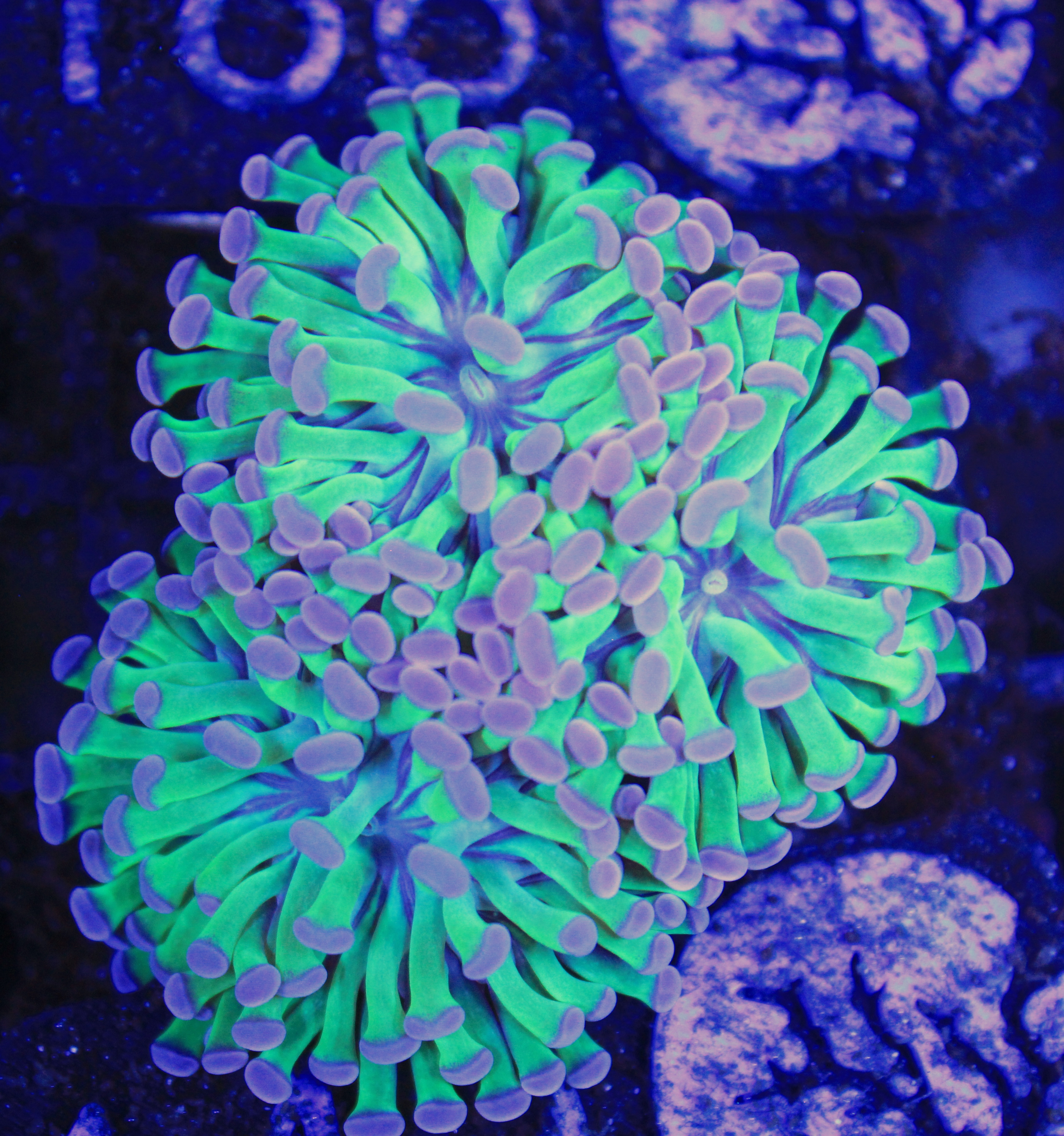 149 euphyllia 3 koppen
