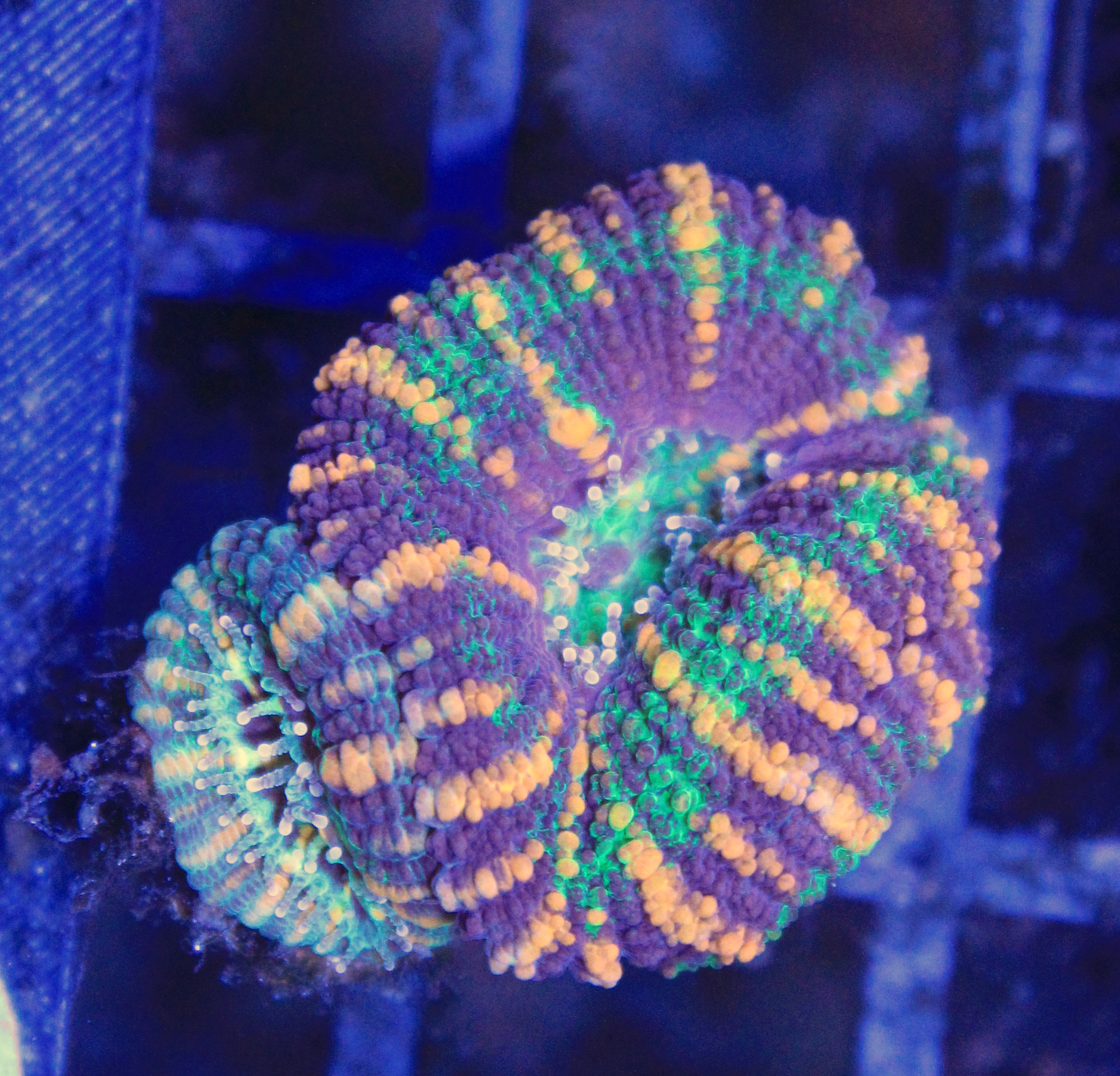 089 Acanthastrea rainbow