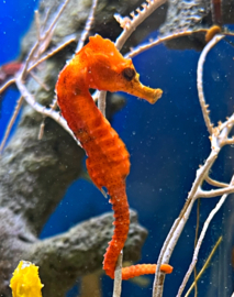 Hippocampus Erectus 4-6cm - RED