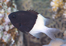 Chromis dimidiata