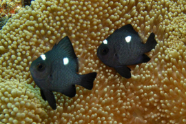 Dascyllus Trimaculatus
