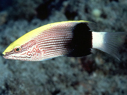 Bodianus Bilunulatus