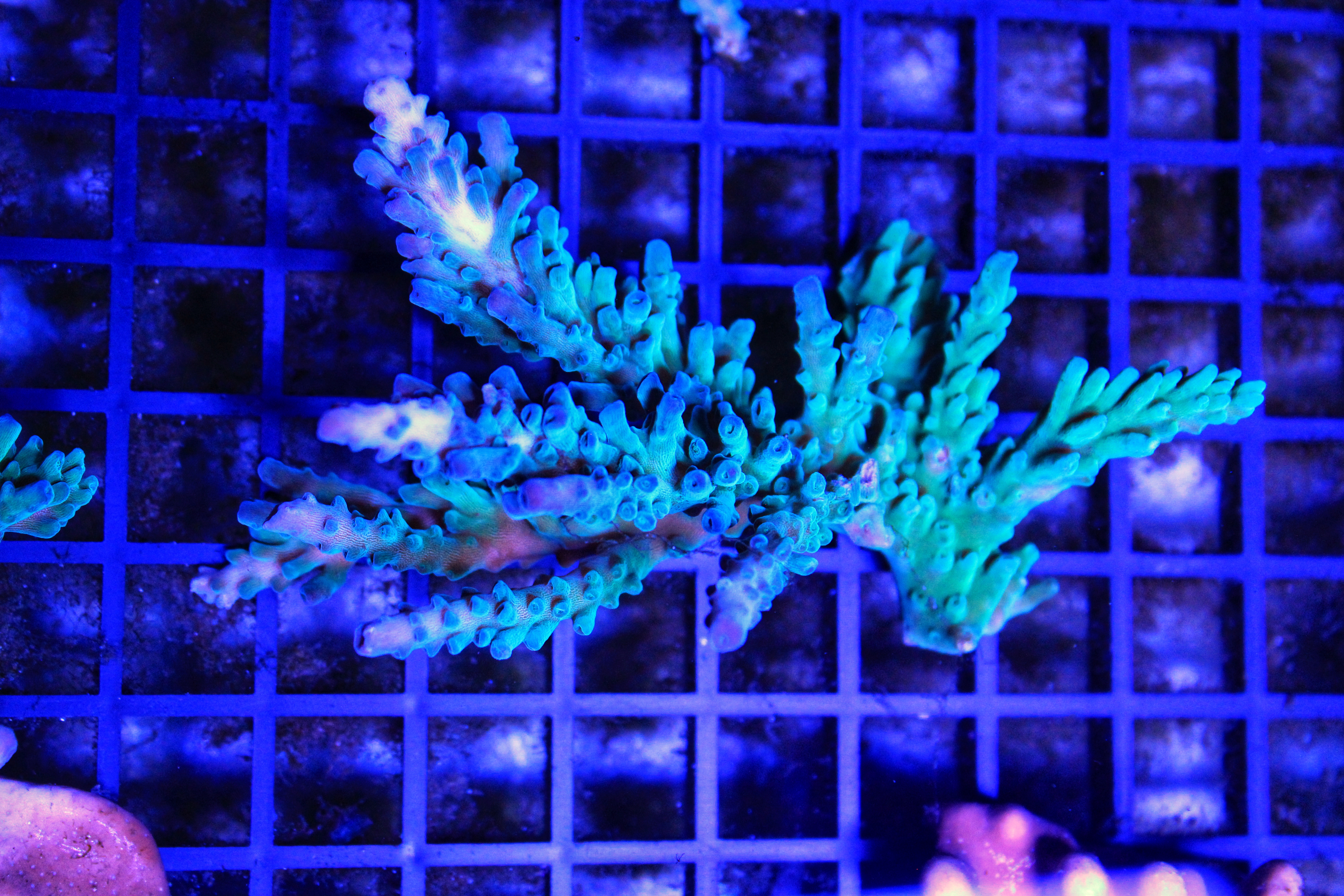 086 Acropora