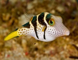 Canthigaster Valentini