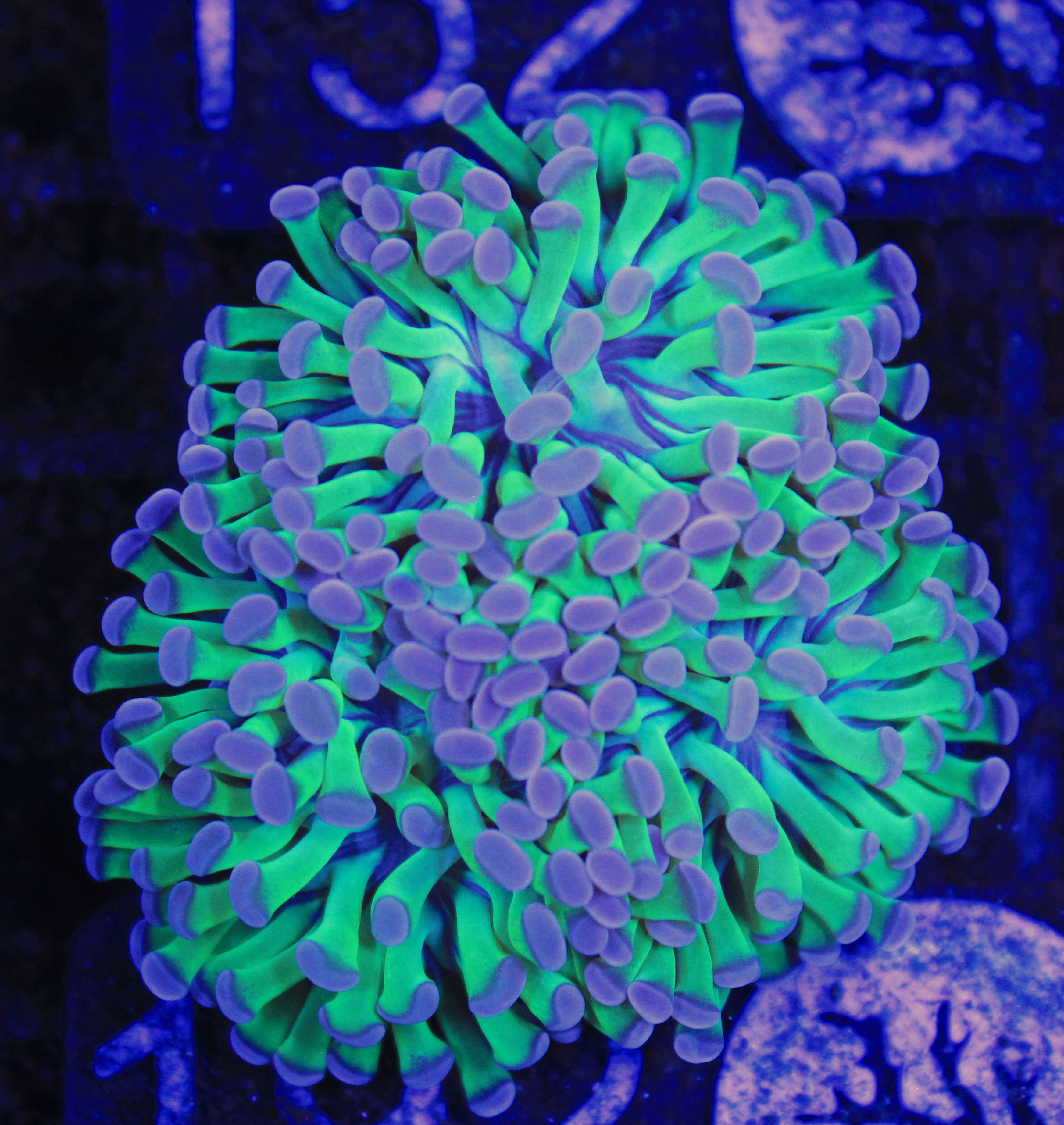 192 euphyllia 3 koppen