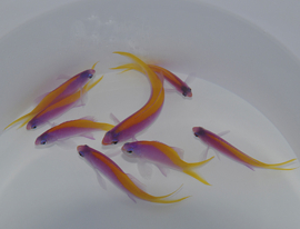 Mirolabrichthys Evansi