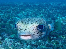 Diodon Hystrix