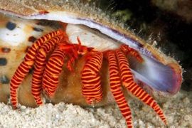 Ciliopagurus Strigatus - Halloween Hermit Crab