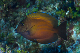 Ctenochaetus Cyanocheilus