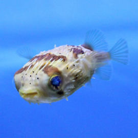 Diodon Holocanthus