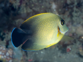 Acanthurus pyroferus (Tiger pattern)