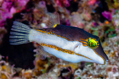Canthigaster smithae