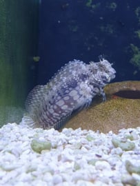 Salarias Fasciatus