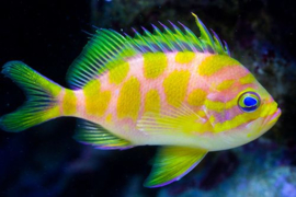 Odontanthias Borbonius