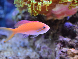 Nemanthias Carberryi female