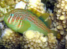 Gobiodon Histrio