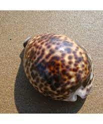 Cypraea sp.