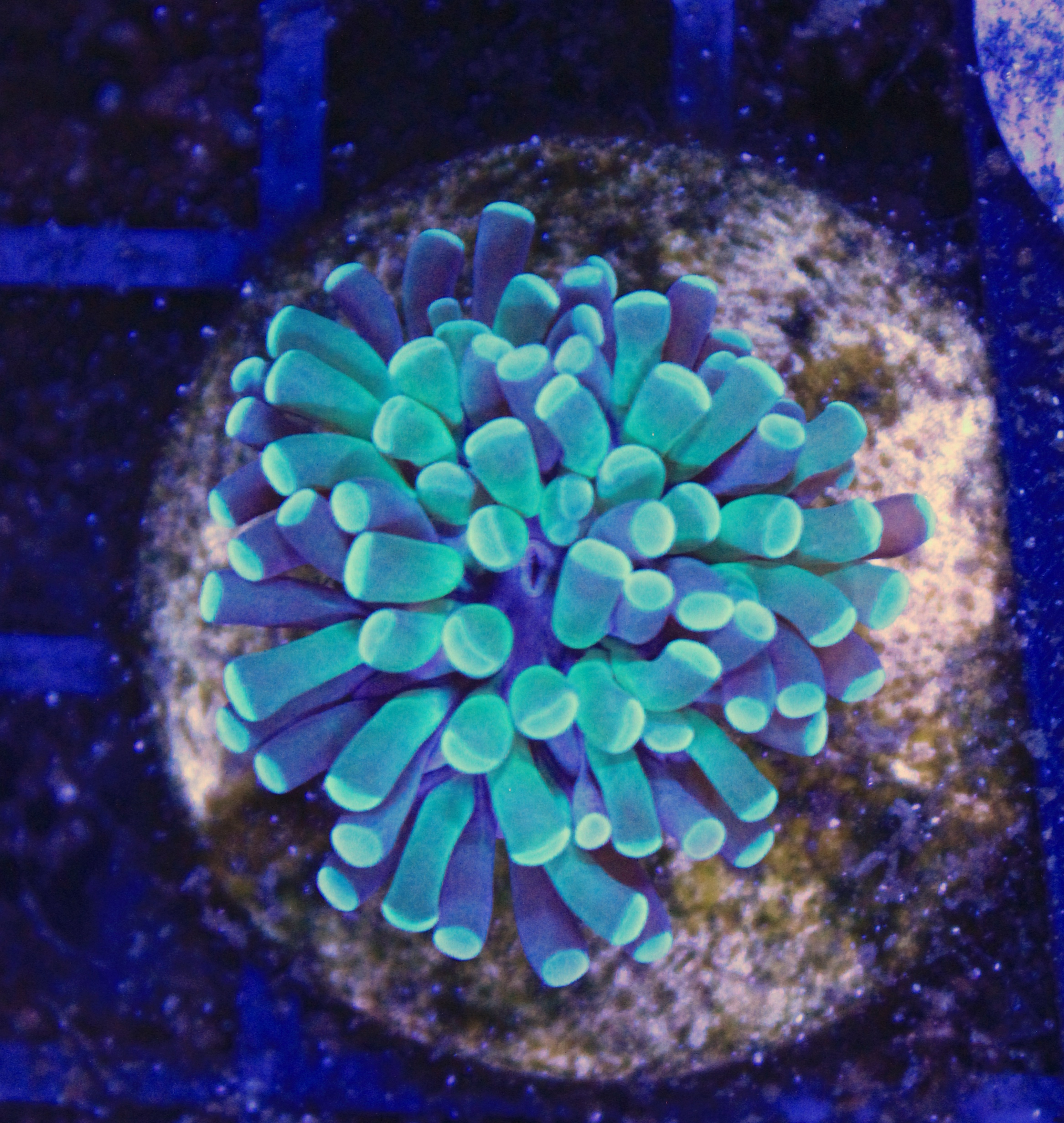 175 euphyllia groen 1 kop