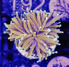 Euphyllia glabrescens (Hellfire) (1 hd.)