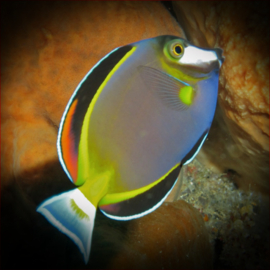 Acanthurus Japonicus