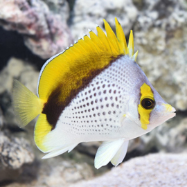 Chaetodon Declivis