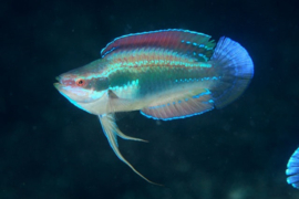 Cirrhilabrus Temminckii