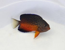 Centropyge Ferrugata