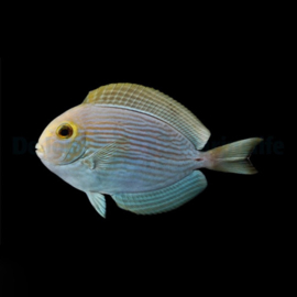 Acanthurus Mata
